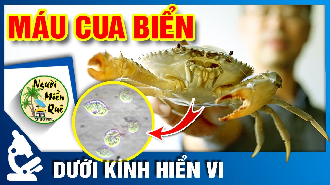 ¿Qué es una sangre de cangrejo de mar bajo el microscopio? #Nguoi_Mien_Que