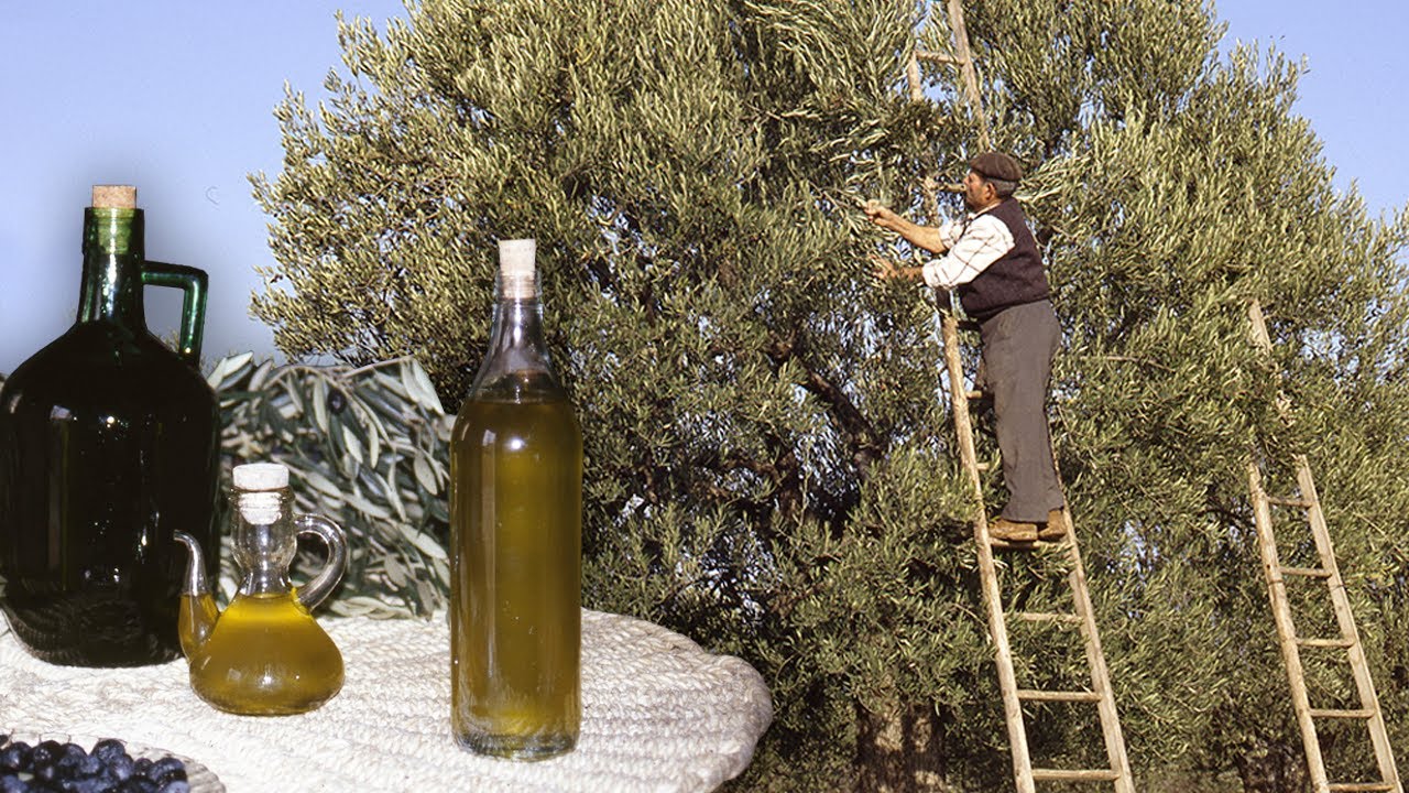 El aceite. Recolección de las olivas y elaboración tradicional | Oficios Perdidos | Documental