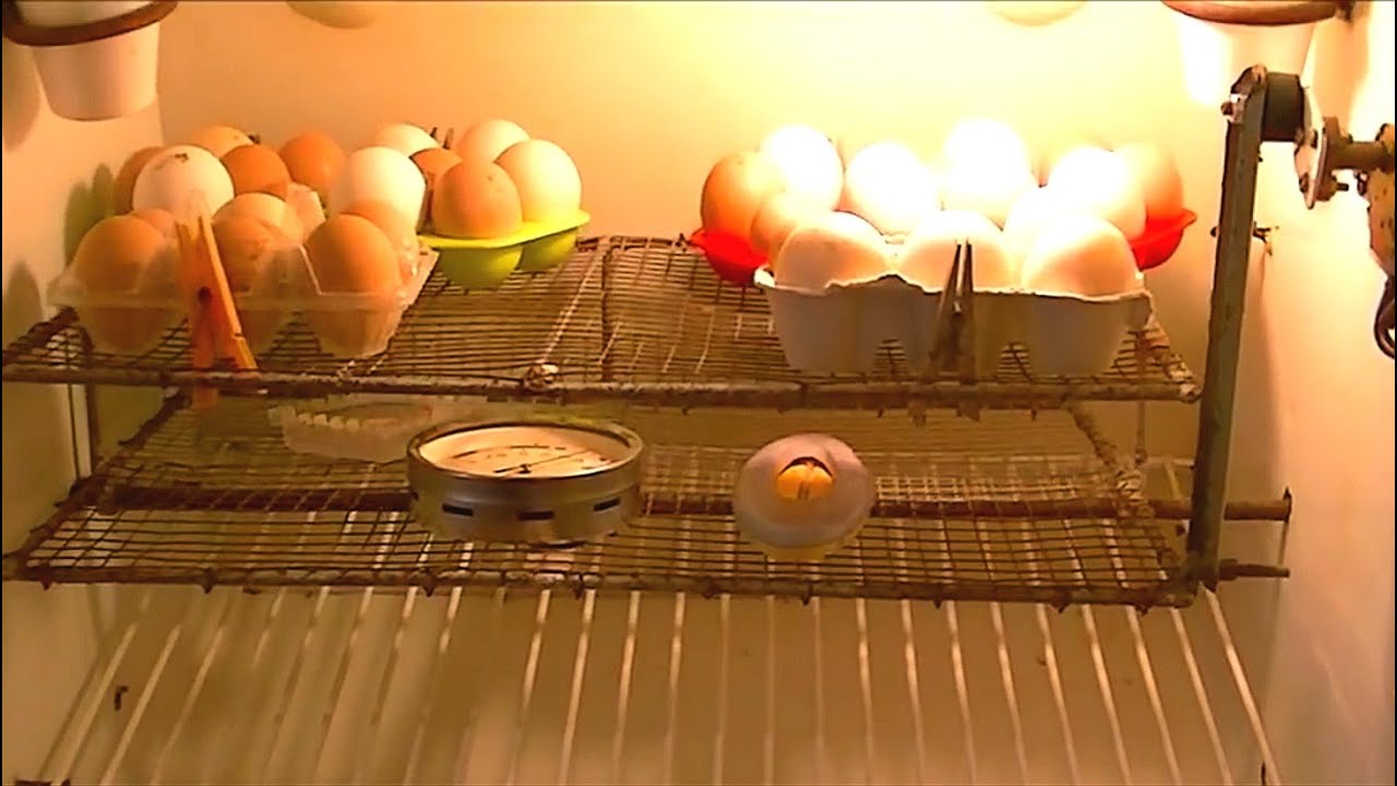 Incubadora casera automática con incubación de huevos de gallina.