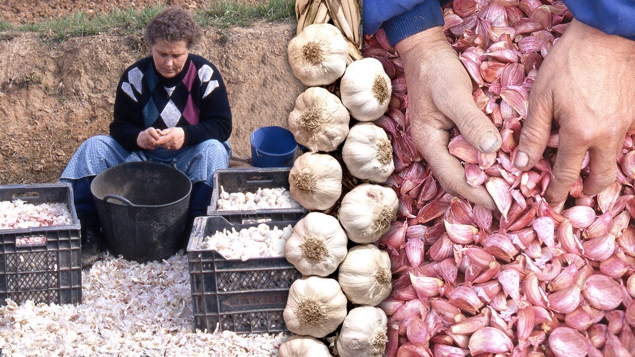 Los ajos. Siembra, cultivo, aventado y trenzado tradicional de este alimento en 1997 | Documental
