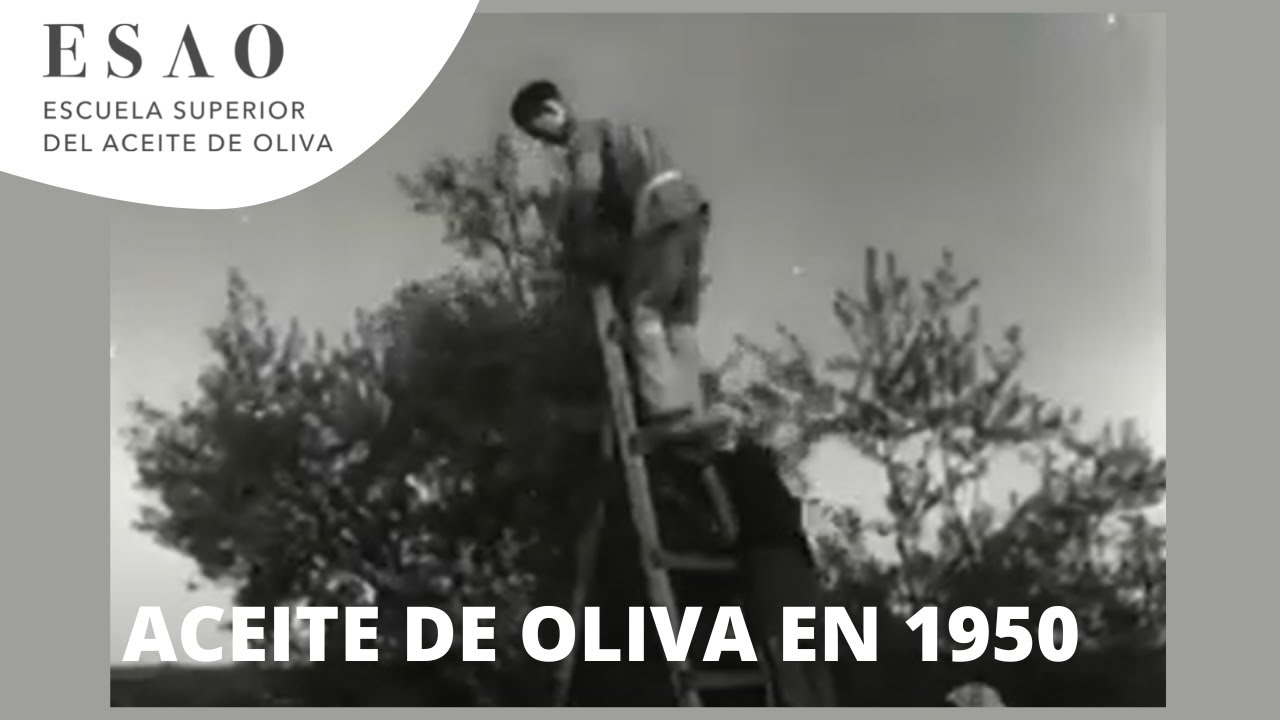 Recogida aceituna, elaboración aceite de oliva y subproductos, España 1950.