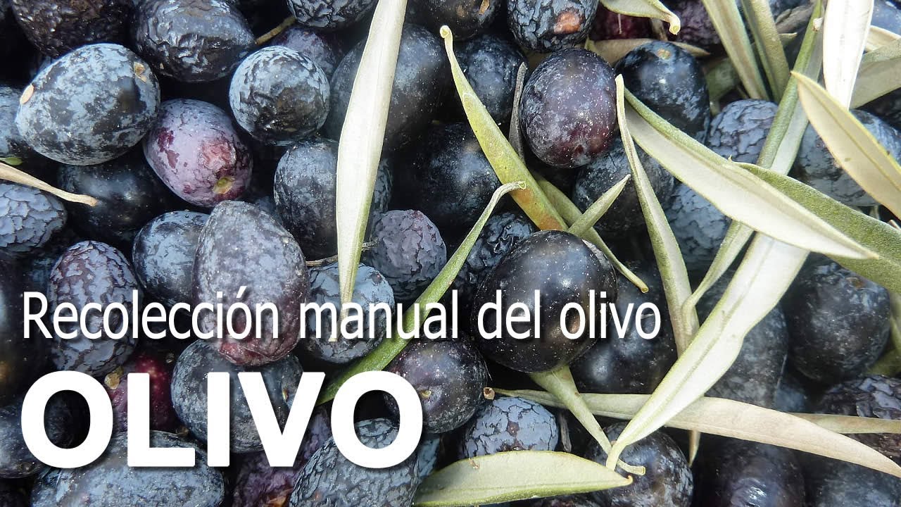 Recolección manual del olivo