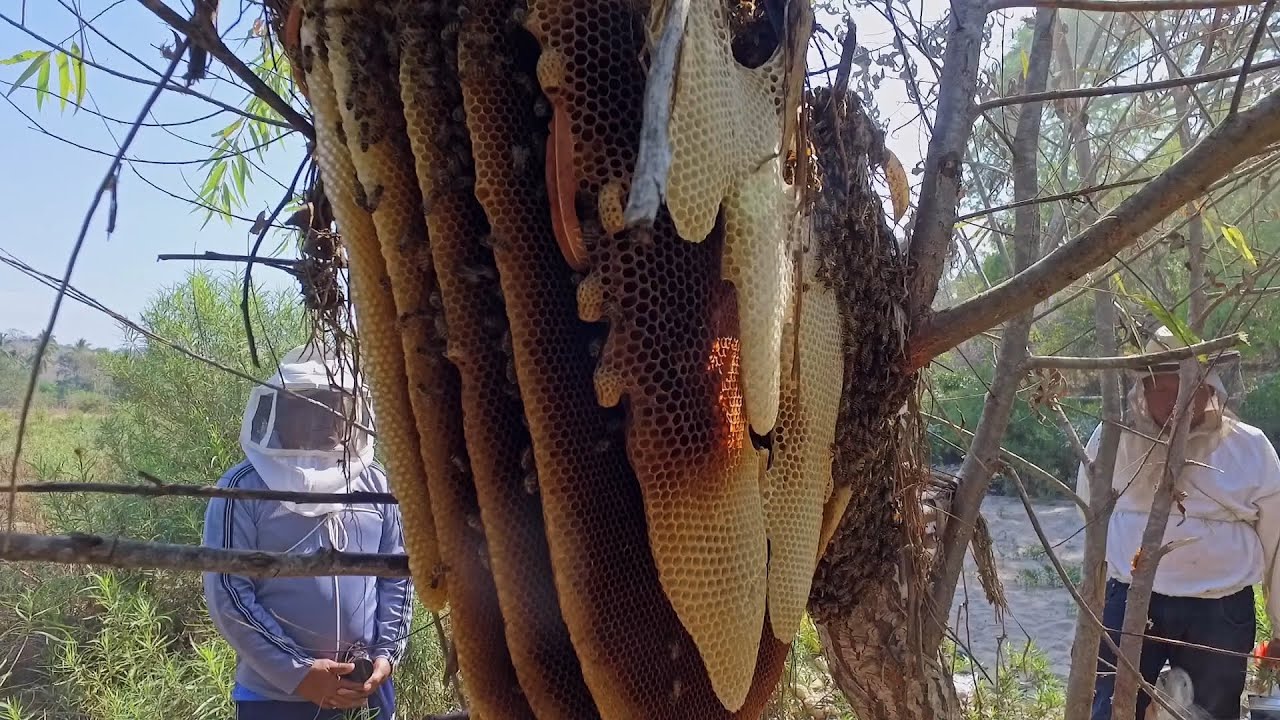 Enorme panal. Rescatando abejas
