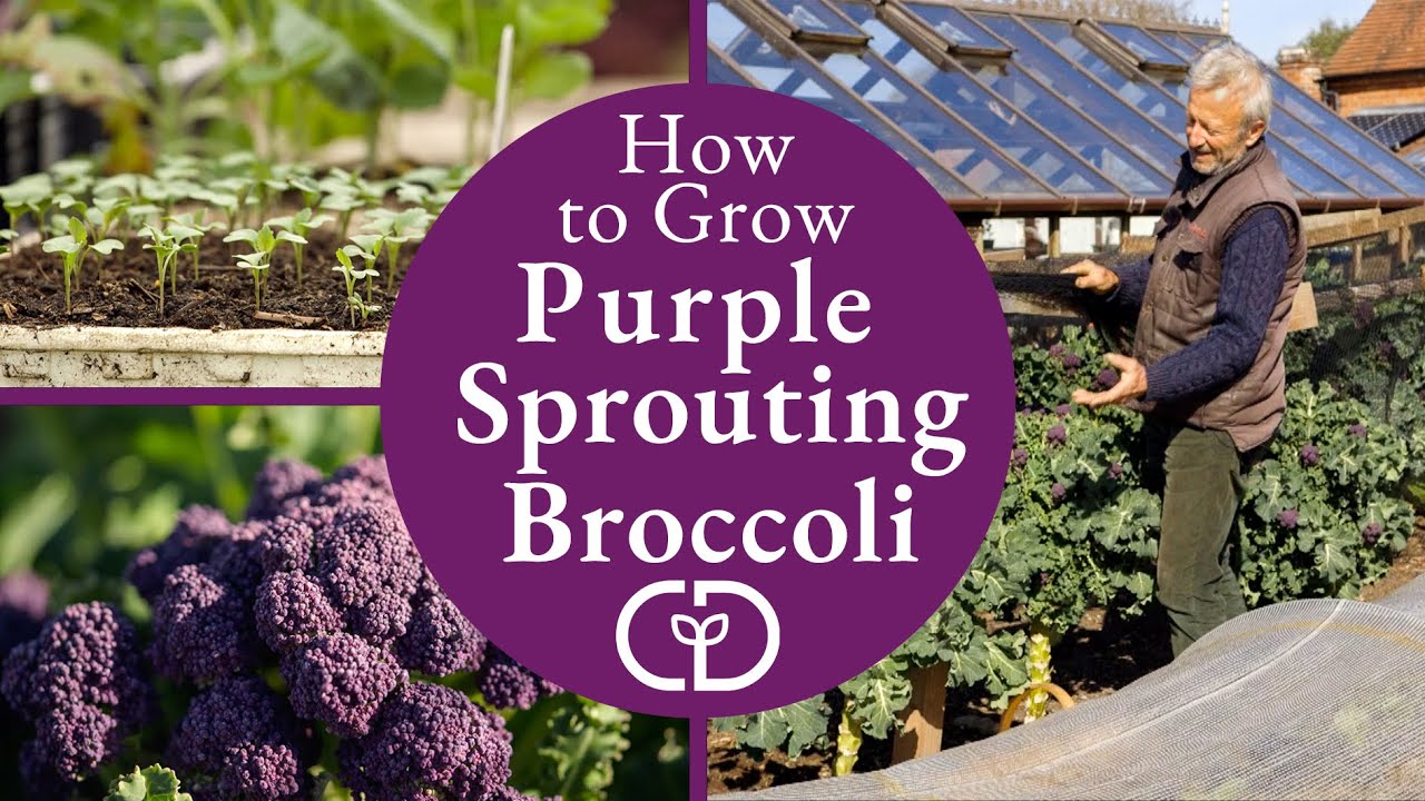 How to Grow Purple Spouting Broccoli, harvests early spring