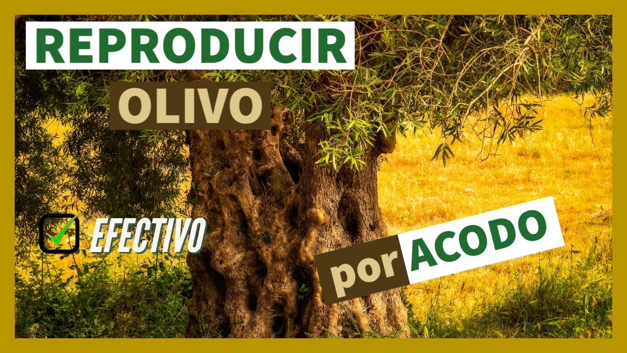 Reproducir OLIVO por ACODO AEREO - 🌿 Con este sencillo método puedes reproducir casi cualquier árbol