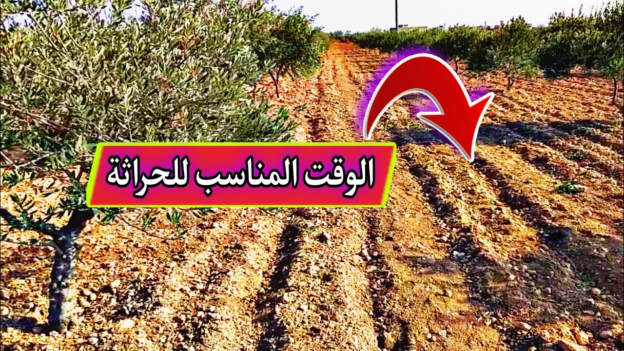 ماهي درجة الحرارة والرطوبة المناسبة لأشجار الزيتون What is the