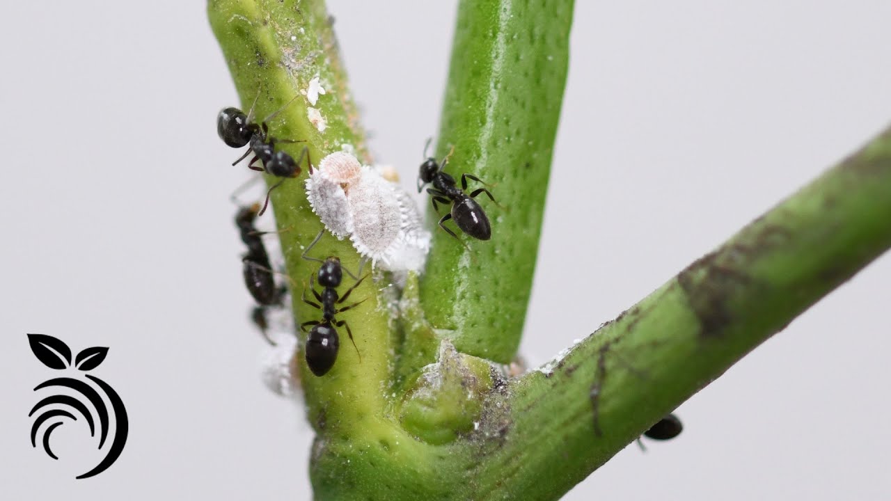 Cómo eliminar hormigas con cebo para hormigas ❌🐜