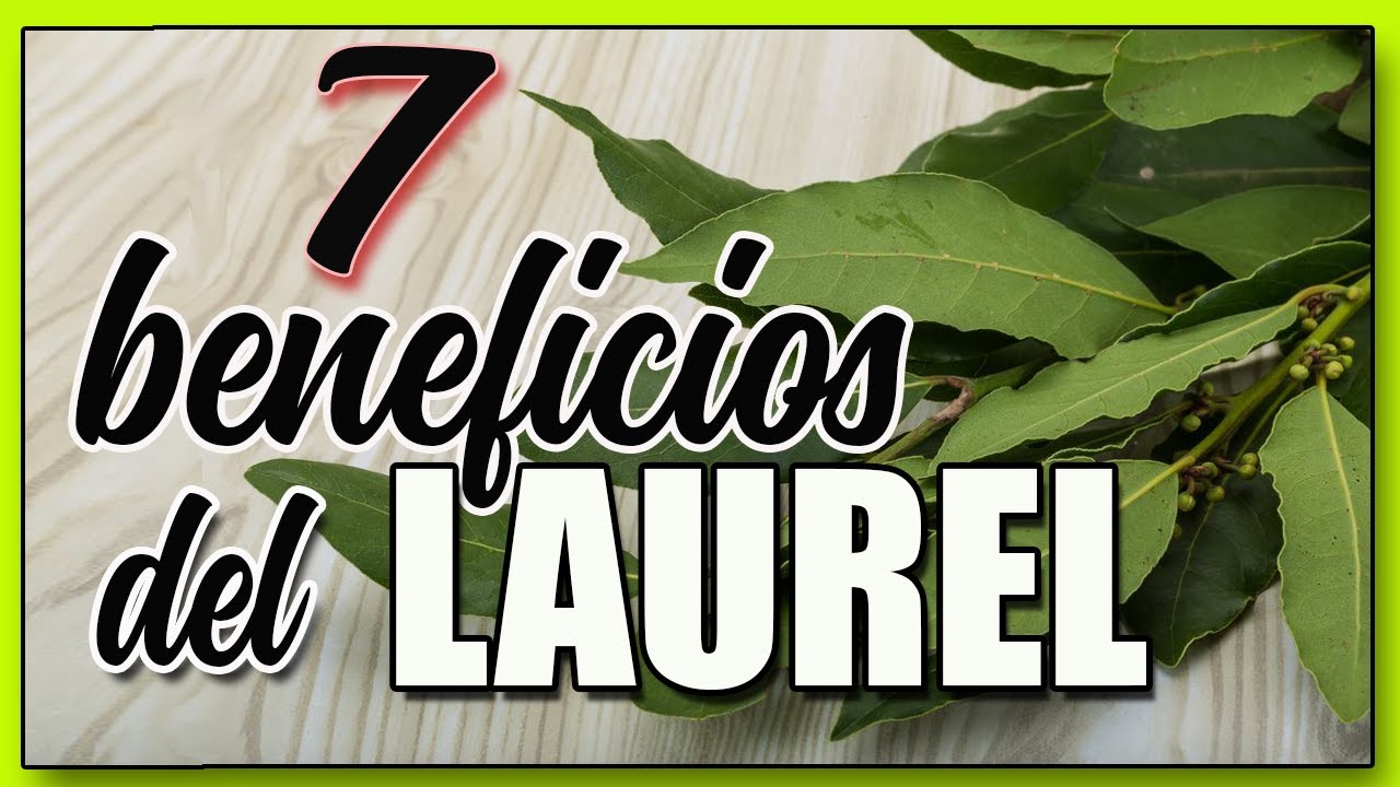 🌱 7 Beneficios y Propiedades del LAUREL y sus hojas 🌱 Para que sirven las Hojas de LAUREL