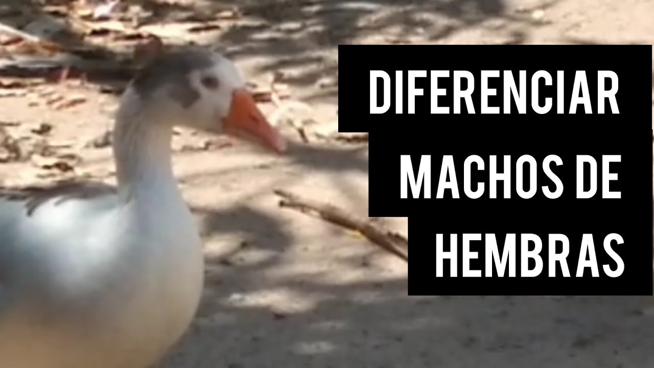 Como diferenciar ganso macho de hembra - Como sexar gansos