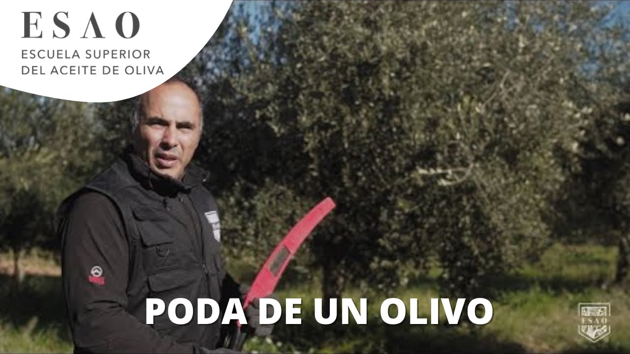 Ejemplo práctico de la poda de un olivo | Manejo del olivar | Consultor Técnico Oleícola