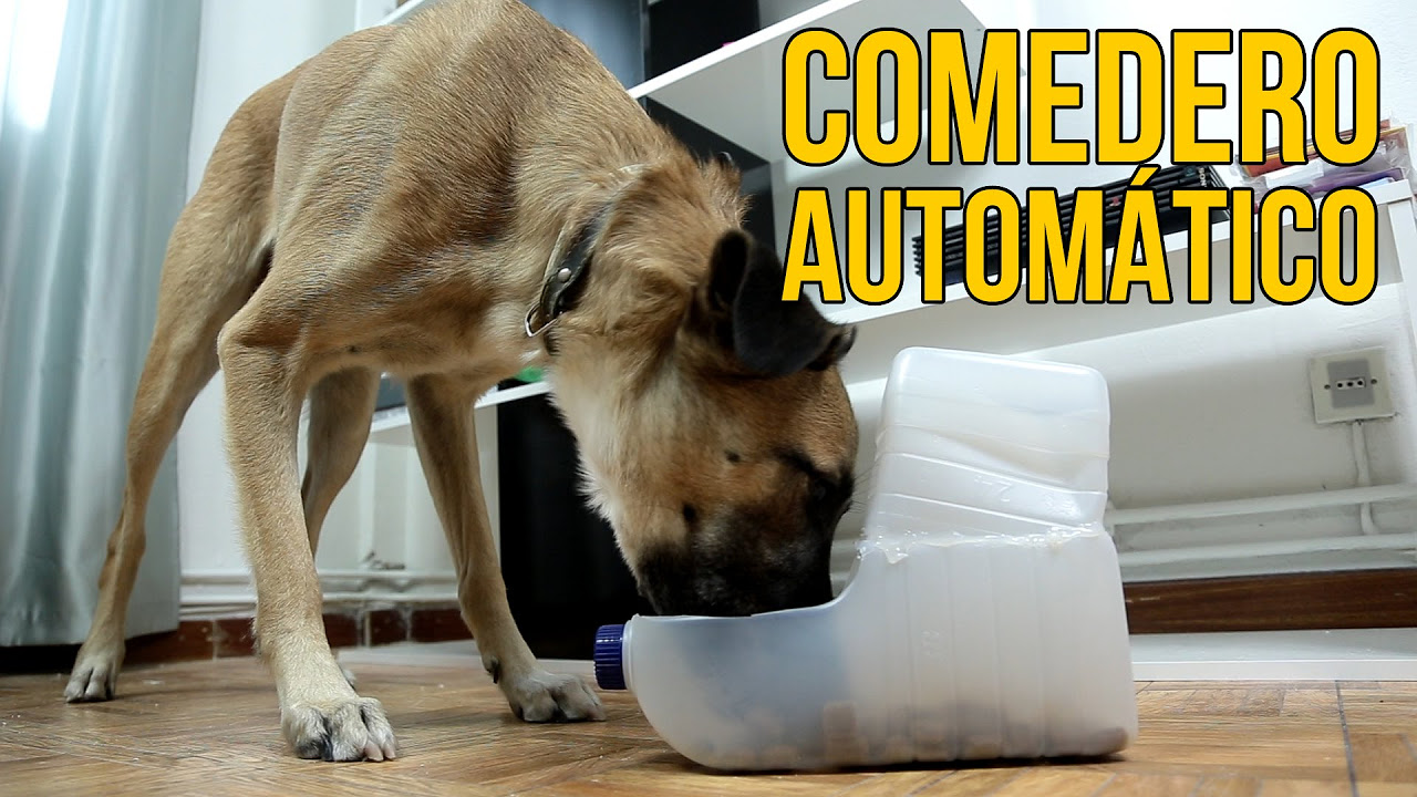 Cómo hacer un comedero automático para perros (Experimentos Caseros)