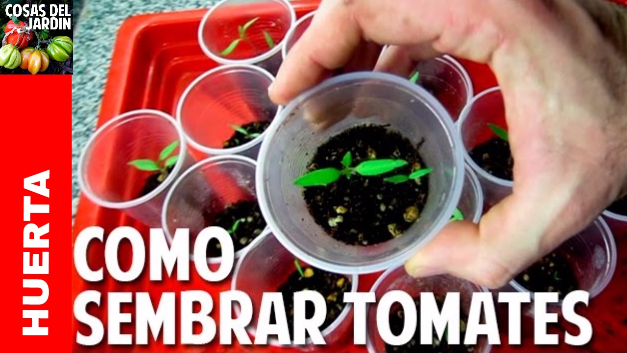 Como Sembrar Tomate desde Semilla - Germinación en 7 días - Video Completo