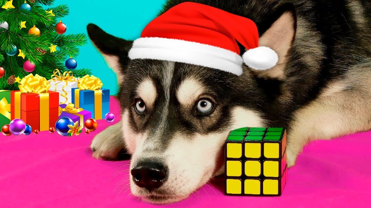 El perro más inteligente del mundo resolvió el cubo de Rubik en 1 minuto