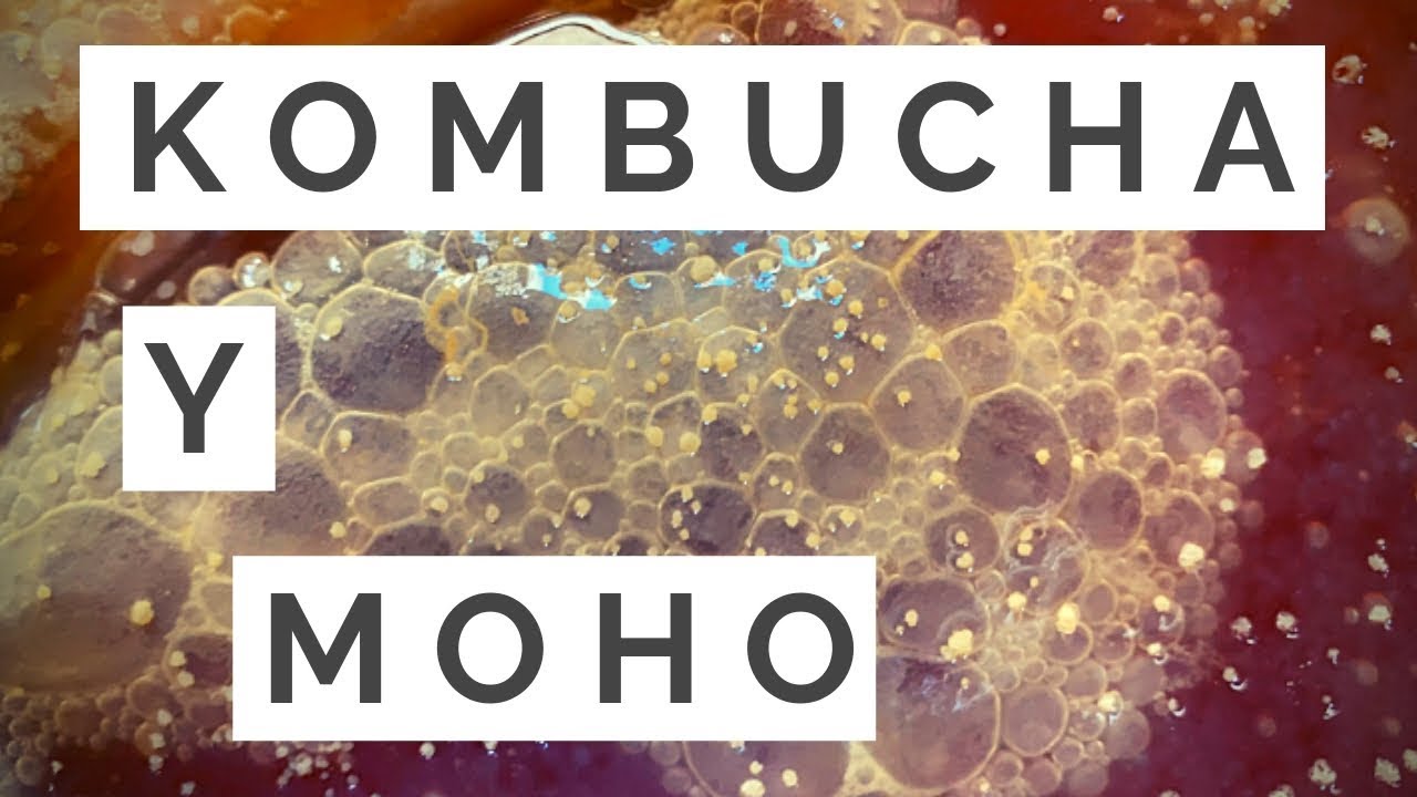Kombucha con MOHO:(