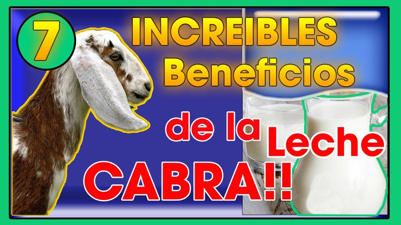 LECHE de cabra 7 increíbles BENEFICIOS de esta | Ing. Jannin Hernández Blandón