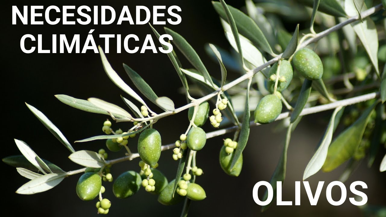 🫒 Clima para el cultivo de Olivos | ViLab