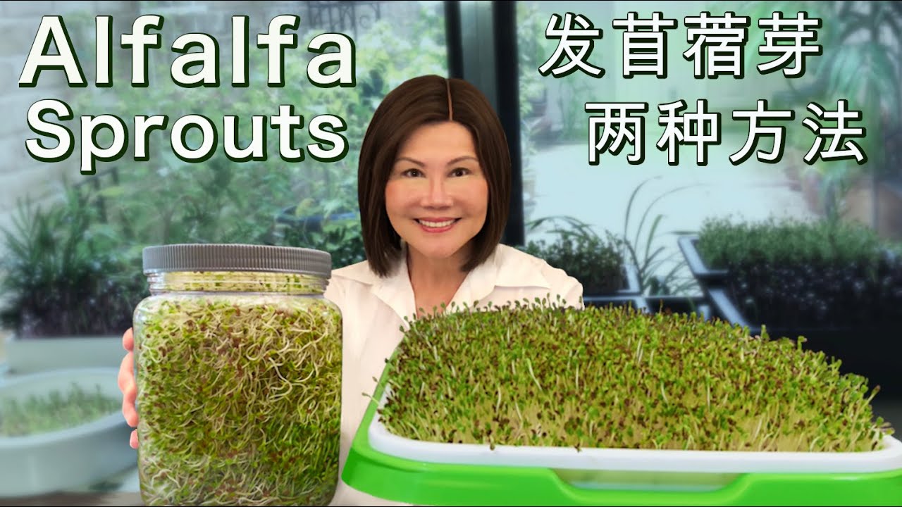 Cómo cultivar brotes de alfalfa: método de tarro o bandeja