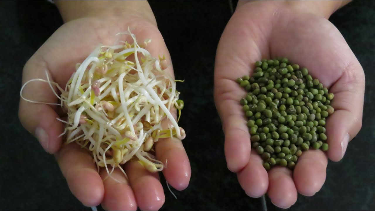Cómo germinar el frijol verde y cómo preparar el chop suey