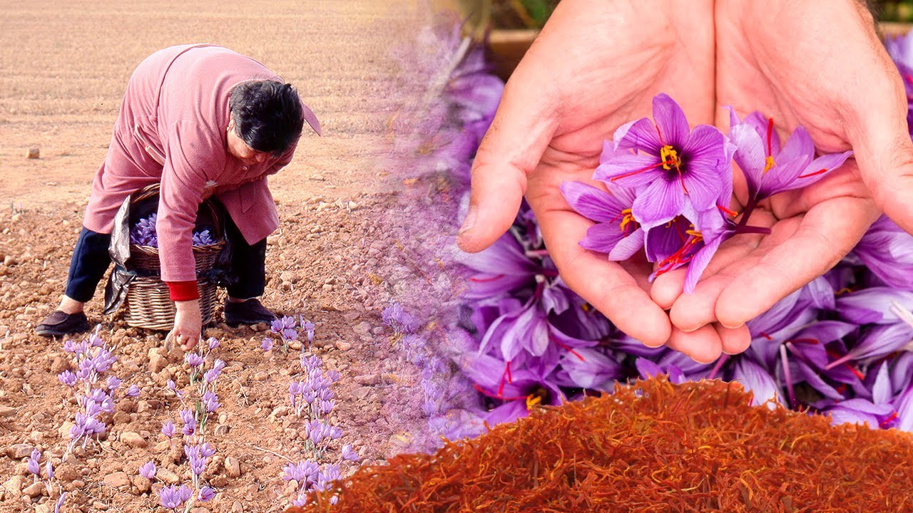 El AZAFRÁN. Cultivo, recolección y extracción manual de los estigmas de esta flor | Documental