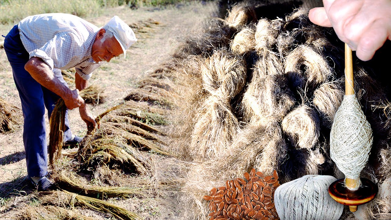 El LINO. Cultivo, recolección de la planta y elaboración tradicional de prendas en 1996 | Documental