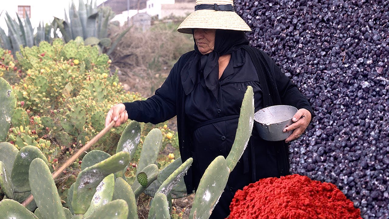La COCHINILLA y su uso tradicional como tinte natural rojo en alimentos y tejidos | Documental