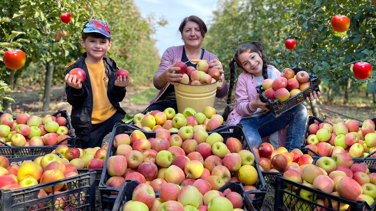 Cosecha de 100 kg de Manzanas - La abuela hizo compota y tarta de manzana tierna. Receta secreta