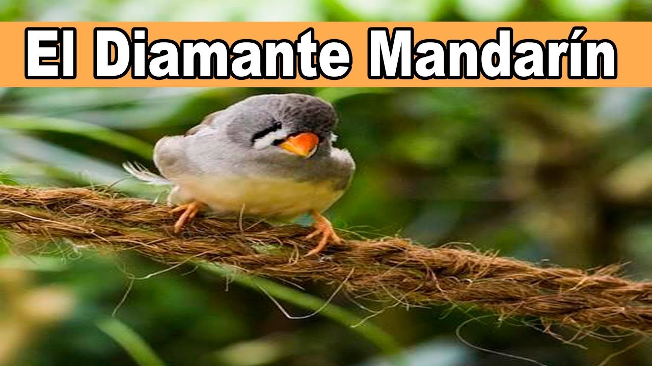 Diamante Mandarin, todo sobre esta ave