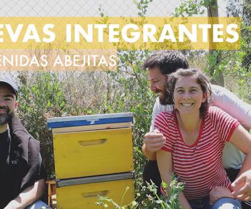 Abejas! 🐝 Las nuevas integrantes de la familia! Té de Humus y flores en la #Casahuerto