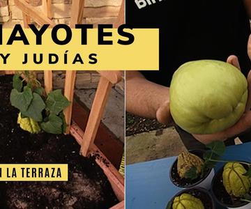Cultiva chayotes y judías de forma muy fácil en la terraza - Bricomanía - Jardinatis