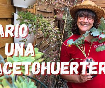 Diario de una macetohuertera #1 - Trasplante habas y brócoli, siembra calçots, cultivar en maceta