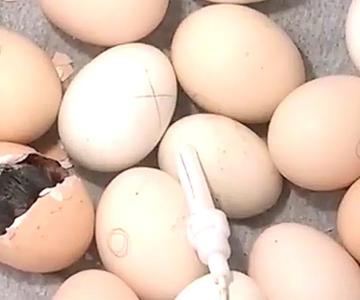 Incubadoras caseras para huevos de gallina y codornices.