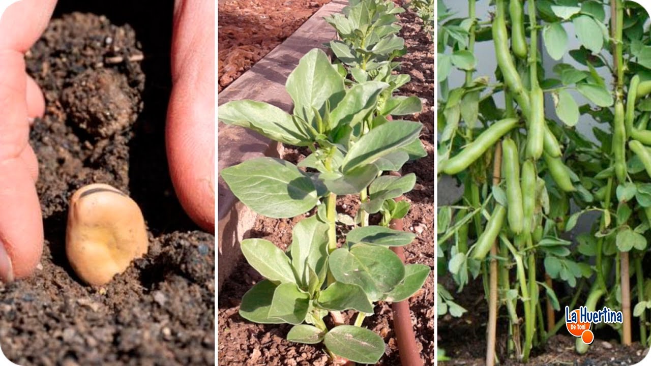 Como Plantar HABAS - GUÍA de cultivo desde la SIEMBRA hasta la COSECHA || La Huertina De Toni