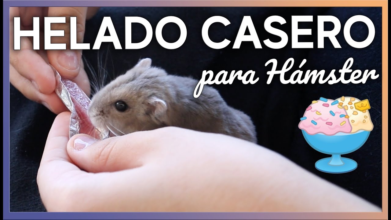 Helado Casero para hámster | Golosinas Naturales para Verano
