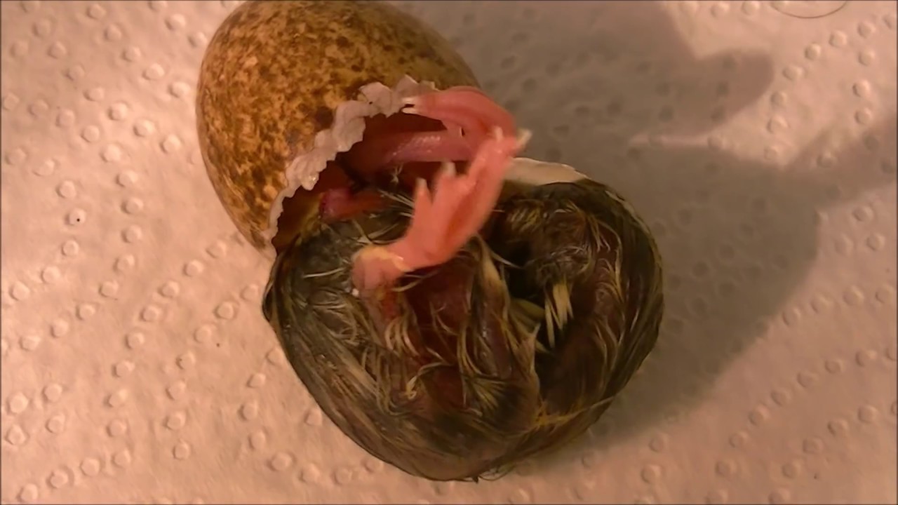 Incubación de huevos de codorniz en incubadora casera. Nacimientos.
