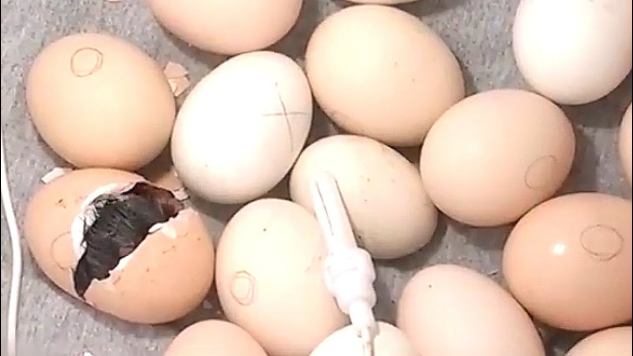 Incubadoras caseras para huevos de gallina y codornices.