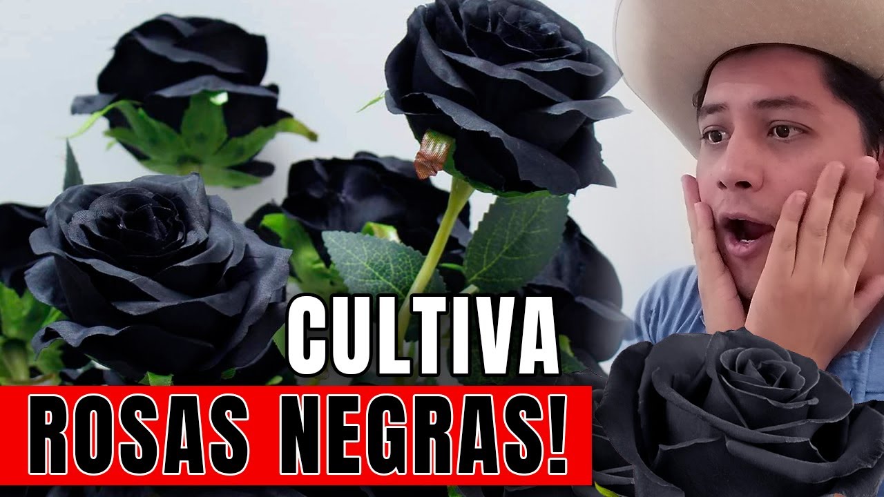 Rosas negras tipo halfeti como cultivar CHUYITO JARDINERO