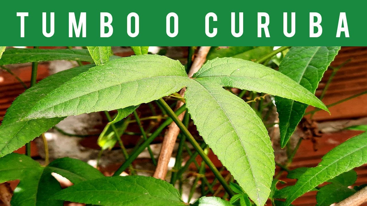 🟠TUMBO, CURUBA o TAXO-ARBOLES FRUTALES (BANANA PASSION FRUIT) (ANDEAN FRUITS-PASIFLORA TREE)🍎(2022)