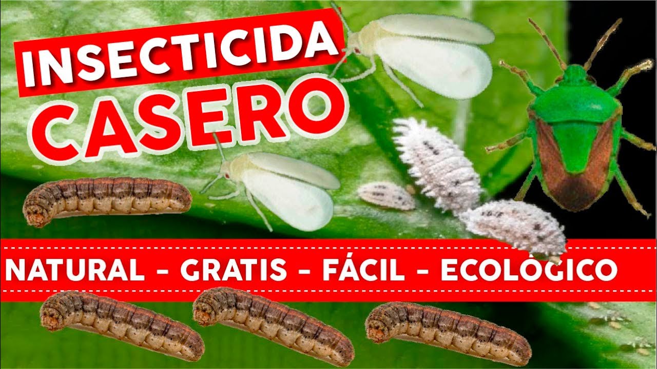 🔥100% NATURAL GRATIS y FACIL🐛 Insecticida Casero Para Plantas - Huerto y Jardin Ecológico