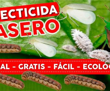 🔥100% NATURAL GRATIS y FACIL🐛 Insecticida Casero Para Plantas - Huerto y Jardin Ecológico