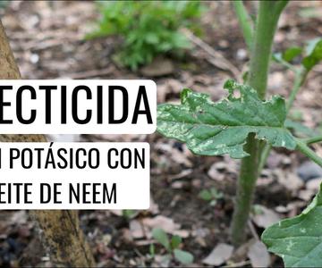 Cómo se hace el JABÓN POTÁSICO con ACEITE DE NEEM: cómo preparar y mezclar insecticida || en20metros