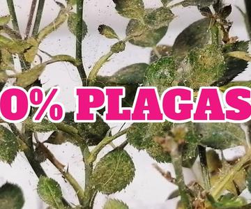 rosales plagas y enfermedades remedio casero chuyito jardinero