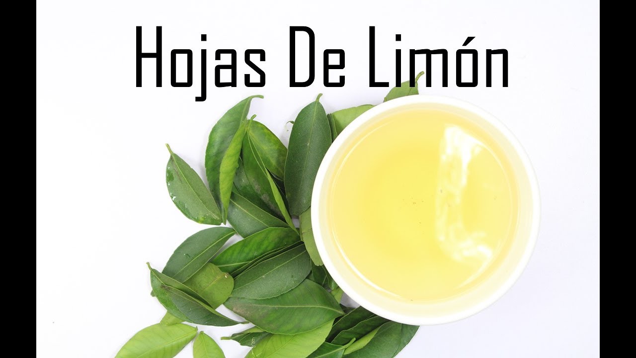 Como hacer infusión de hojas de limón y para qué sirve cuando se toma todos los días