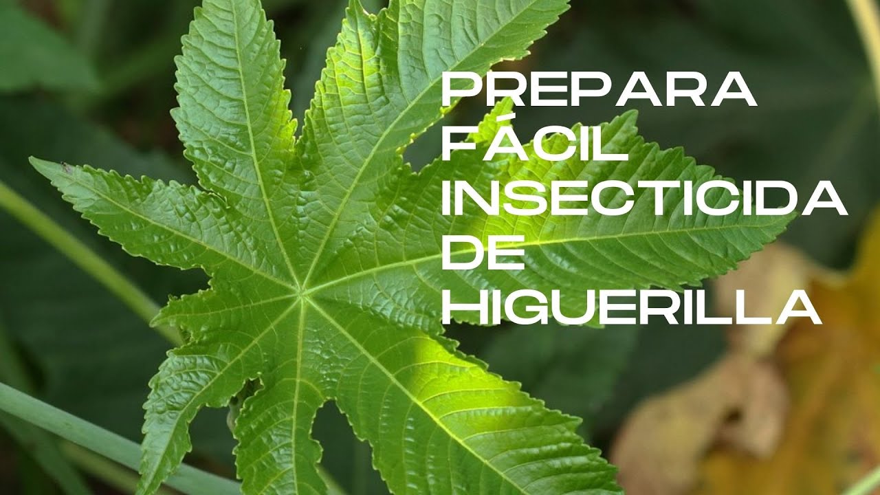 ¿Cómo Preparar De Manera Correcta El Insecticida De Higuerilla?