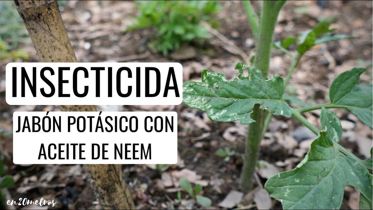 Cómo se hace el JABÓN POTÁSICO con ACEITE DE NEEM: cómo preparar y mezclar insecticida || en20metros