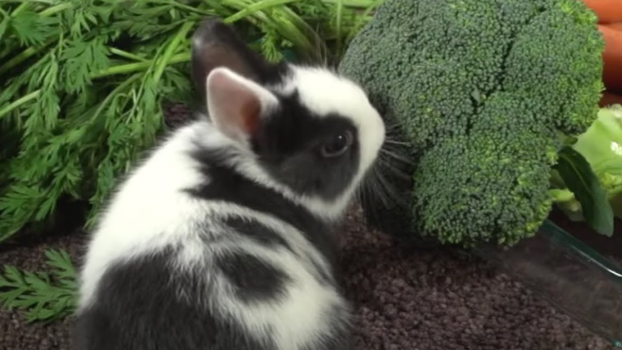 CONEJOS - ¿Qué verduras pueden tomar los conejos?