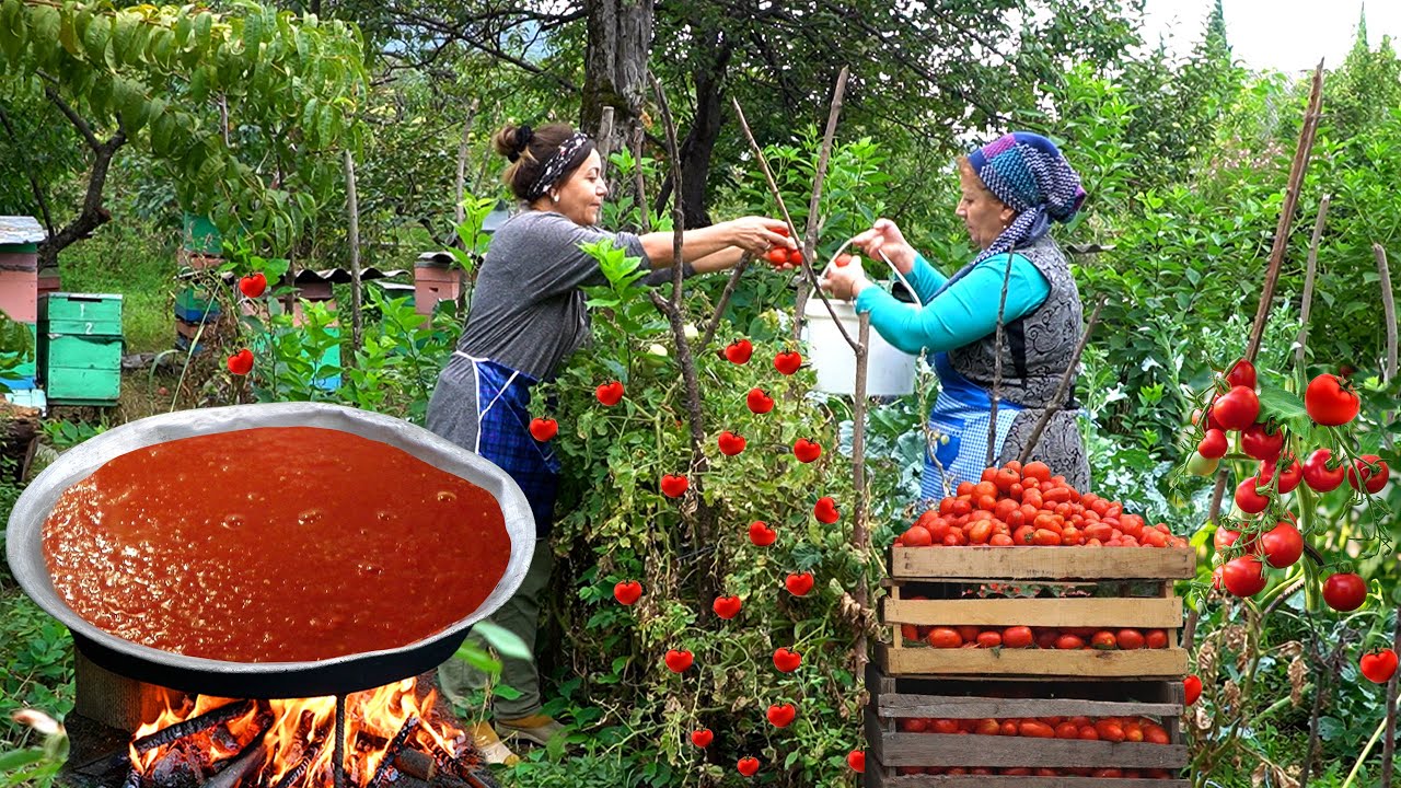 How to Make Tomato Ketchup? - Tomato Harvesting in the Village of Azerbaijan