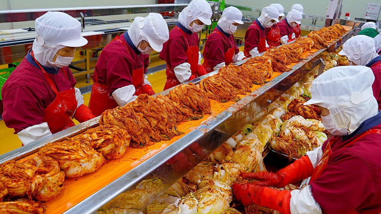 Increíble producción en masa de kimchi coreano / fábrica de alimentos