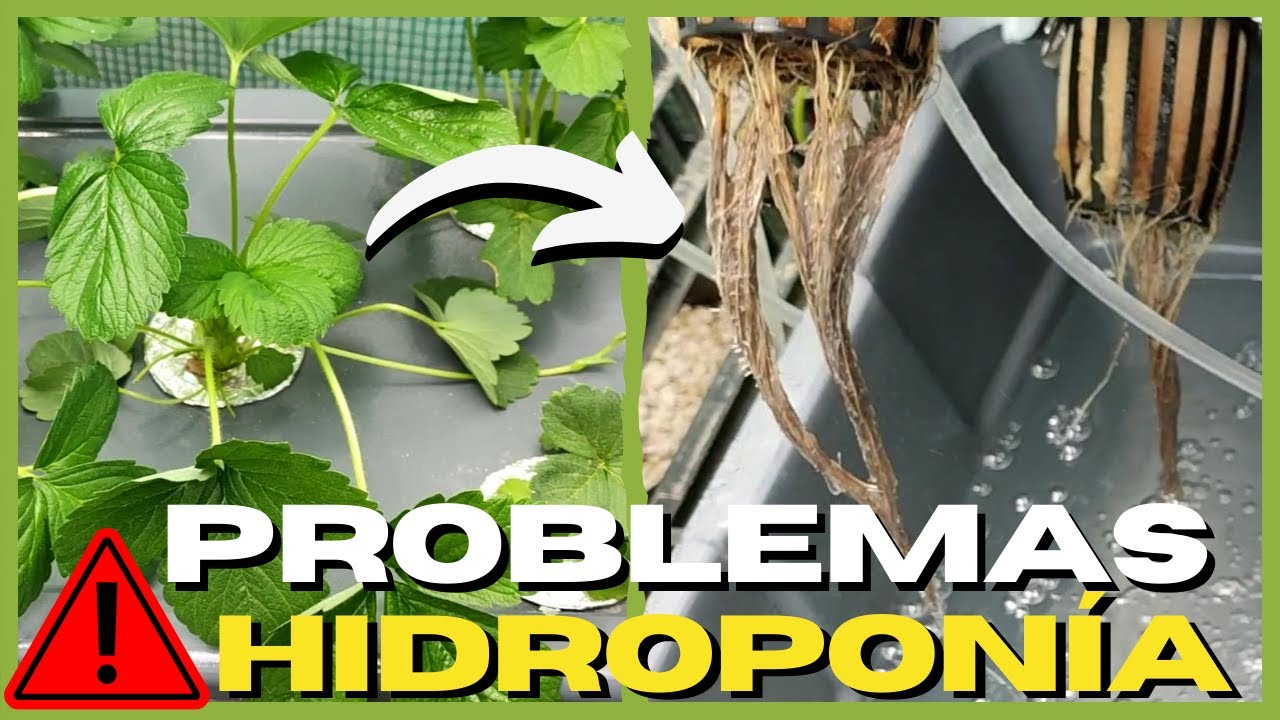 PROBLEMAS en HIDROPONIA ☠️ Fresas hidropónicas 🍓 #4