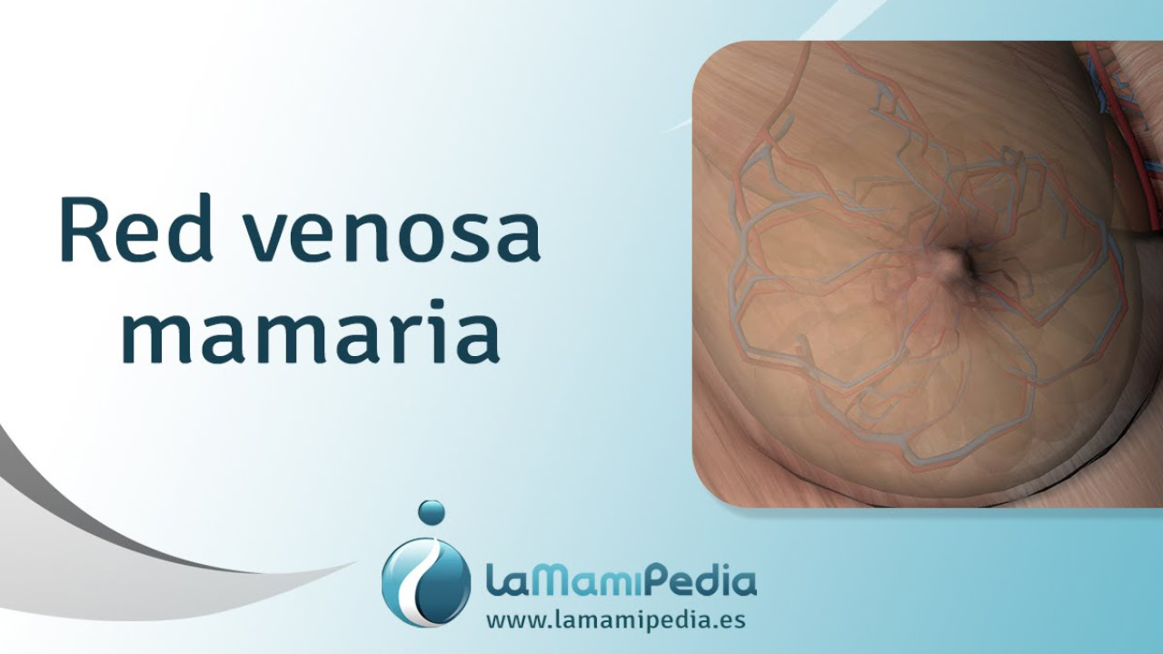 Red venosa mamaria
