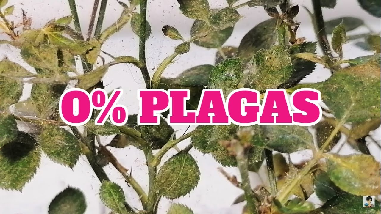 rosales plagas y enfermedades remedio casero chuyito jardinero